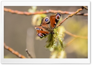 Butterfly, Tagpfauenauge Ultra HD Wallpaper for 4K UHD Widescreen desktop, tablet & smartphone