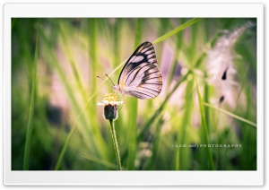 ButterflyAlbatros Ultra HD Wallpaper for 4K UHD Widescreen desktop, tablet & smartphone