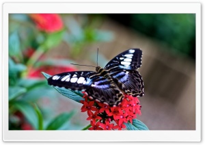 Buttery Macro Ultra HD Wallpaper for 4K UHD Widescreen desktop, tablet & smartphone