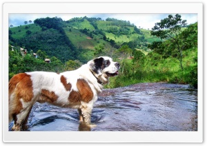 cachorro na cachoeira Ultra HD Wallpaper for 4K UHD Widescreen desktop, tablet & smartphone