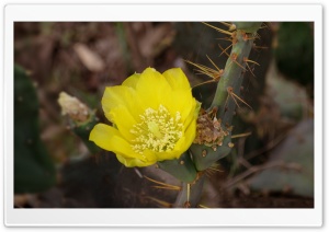 Cactus Flower Ultra HD Wallpaper for 4K UHD Widescreen desktop, tablet & smartphone