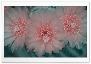 Cactus Flowers Retro Ultra HD Wallpaper for 4K UHD Widescreen desktop, tablet & smartphone