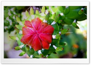 Cactus Pear Ultra HD Wallpaper for 4K UHD Widescreen desktop, tablet & smartphone