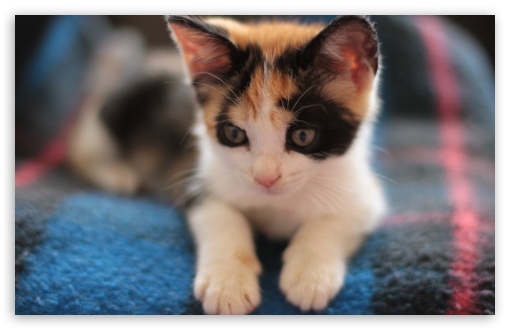 Image result for calico kittens
