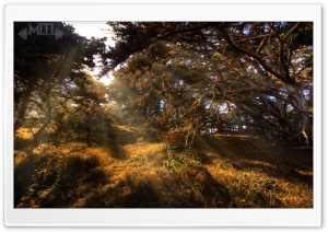 California Forest Ultra HD Wallpaper for 4K UHD Widescreen desktop, tablet & smartphone