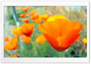 California Poppies UCR Botanic Gardens Riverside California Ultra HD Wallpaper for 4K UHD Widescreen desktop, tablet & smartphone