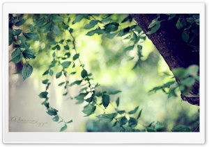 Calm Morning Ultra HD Wallpaper for 4K UHD Widescreen desktop, tablet & smartphone
