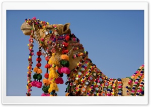 camel Ultra HD Wallpaper for 4K UHD Widescreen desktop, tablet & smartphone