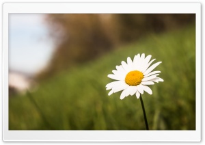 Camomile Ultra HD Wallpaper for 4K UHD Widescreen desktop, tablet & smartphone