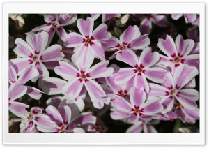 Candy Stripe Ultra HD Wallpaper for 4K UHD Widescreen desktop, tablet & smartphone
