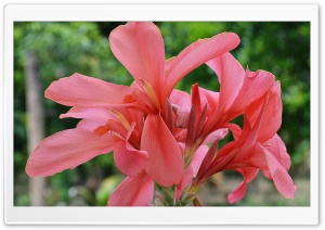 Canna flower Ultra HD Wallpaper for 4K UHD Widescreen desktop, tablet & smartphone