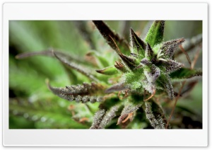 Cannabis Closeup Ultra HD Wallpaper for 4K UHD Widescreen desktop, tablet & smartphone