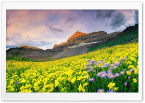 Canyon Valley Flowers Ultra HD Wallpaper for 4K UHD Widescreen desktop, tablet & smartphone