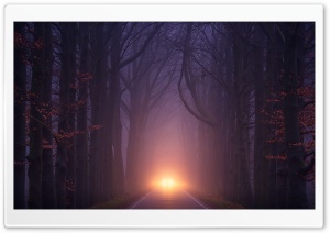 Car Driving at Night Headlights, Road, Autumn Season Ultra HD Wallpaper for 4K UHD Widescreen desktop, tablet & smartphone