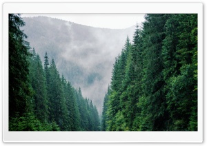 Carpathians Forest Romania Ultra HD Wallpaper for 4K UHD Widescreen desktop, tablet & smartphone
