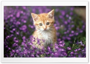 Cat 10 Ultra HD Wallpaper for 4K UHD Widescreen desktop, tablet & smartphone