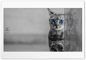 cat Ultra HD Wallpaper for 4K UHD Widescreen desktop, tablet & smartphone