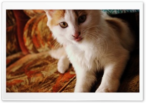 cat Ultra HD Wallpaper for 4K UHD Widescreen desktop, tablet & smartphone