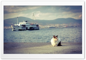 Cat and Ship Ultra HD Wallpaper for 4K UHD Widescreen desktop, tablet & smartphone
