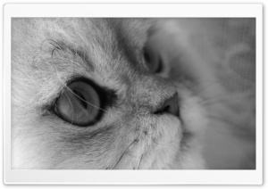 Cat Close Up Ultra HD Wallpaper for 4K UHD Widescreen desktop, tablet & smartphone
