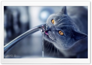 Cat Drink Water Ultra HD Wallpaper for 4K UHD Widescreen desktop, tablet & smartphone