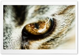 Cat Eye Close Up Ultra HD Wallpaper for 4K UHD Widescreen desktop, tablet & smartphone