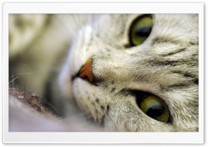Cat Eyes Ultra HD Wallpaper for 4K UHD Widescreen desktop, tablet & smartphone