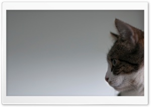 Cat Face Side View Ultra HD Wallpaper for 4K UHD Widescreen desktop, tablet & smartphone