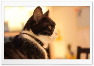 Cat gazine into distance Ultra HD Wallpaper for 4K UHD Widescreen desktop, tablet & smartphone