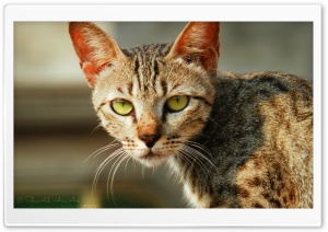 Cat Green Eyes - Shoaib Photography Ultra HD Wallpaper for 4K UHD Widescreen desktop, tablet & smartphone