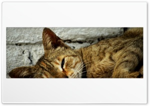 Cat in sleping Ultra HD Wallpaper for 4K UHD Widescreen desktop, tablet & smartphone