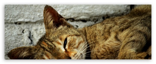 Cat in sleping UltraHD Wallpaper for Dual 4:3 5:4 UXGA XGA SVGA QSXGA SXGA ;