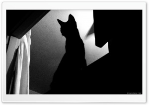 Cat in the Windows Ultra HD Wallpaper for 4K UHD Widescreen desktop, tablet & smartphone