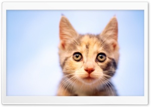 Cat Looking Ultra HD Wallpaper for 4K UHD Widescreen desktop, tablet & smartphone