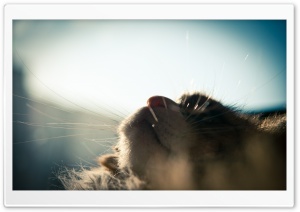 Cat Looking Up Ultra HD Wallpaper for 4K UHD Widescreen desktop, tablet & smartphone