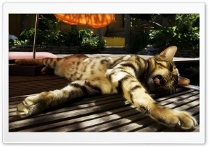 Cat Lying Under Umbrella Ultra HD Wallpaper for 4K UHD Widescreen desktop, tablet & smartphone