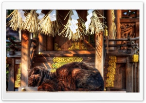 Cat Nap On Shrine Ultra HD Wallpaper for 4K UHD Widescreen desktop, tablet & smartphone