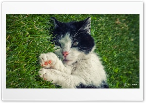 Cat on lawn Ultra HD Wallpaper for 4K UHD Widescreen desktop, tablet & smartphone