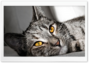 Cat Portrait Ultra HD Wallpaper for 4K UHD Widescreen desktop, tablet & smartphone