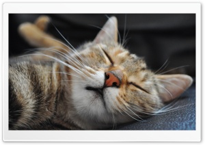Cat Sleeping Funny Ultra HD Wallpaper for 4K UHD Widescreen desktop, tablet & smartphone