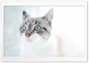 Cat, Snow Ultra HD Wallpaper for 4K UHD Widescreen desktop, tablet & smartphone