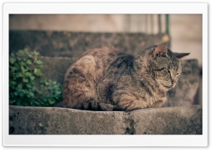 Cat Taking A Nap Ultra HD Wallpaper for 4K UHD Widescreen desktop, tablet & smartphone