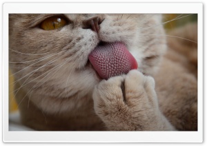Cat Tongue Ultra HD Wallpaper for 4K UHD Widescreen desktop, tablet & smartphone
