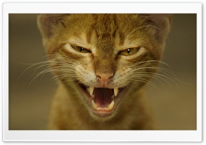 Cat Wild Ultra HD Wallpaper for 4K UHD Widescreen desktop, tablet & smartphone