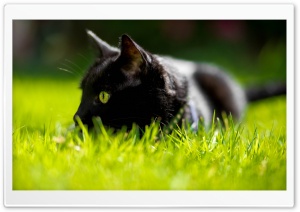 Cat With Green Eyes Ultra HD Wallpaper for 4K UHD Widescreen desktop, tablet & smartphone