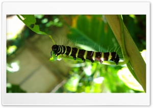caterpillar Ultra HD Wallpaper for 4K UHD Widescreen desktop, tablet & smartphone