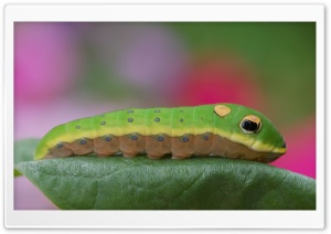 Caterpillar On A Leaf Ultra HD Wallpaper for 4K UHD Widescreen desktop, tablet & smartphone