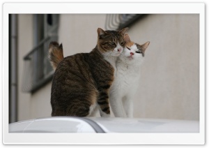 Cats 2 Ultra HD Wallpaper for 4K UHD Widescreen desktop, tablet & smartphone