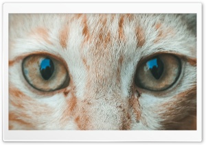Cats Eye Ultra HD Wallpaper for 4K UHD Widescreen desktop, tablet & smartphone