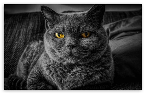 Cats Eyes Relax Ultra HD Desktop Background Wallpaper for 4K UHD TV :  Widescreen & UltraWide Desktop & Laptop : Tablet : Smartphone